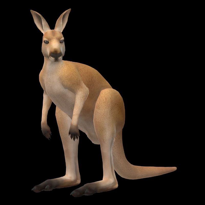 3D kangaroo
