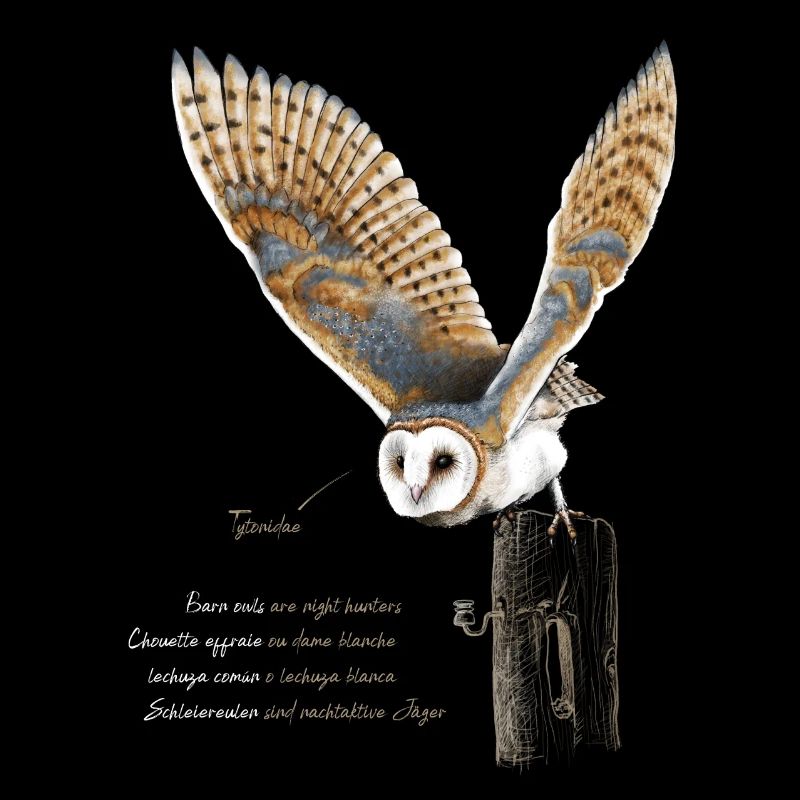 Schleiereule - Tytonidae 2