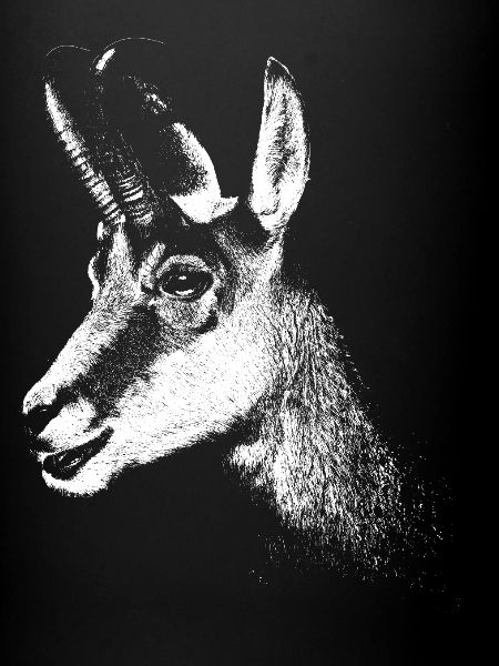 Gamsbock