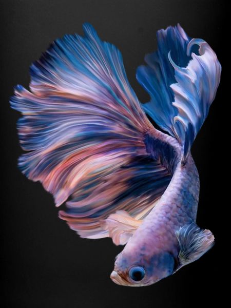 Betta Fish , aqarium hobby