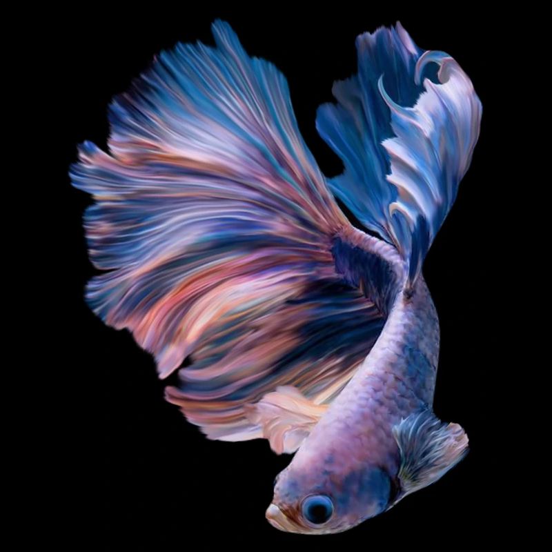 Betta Fish , aqarium hobby
