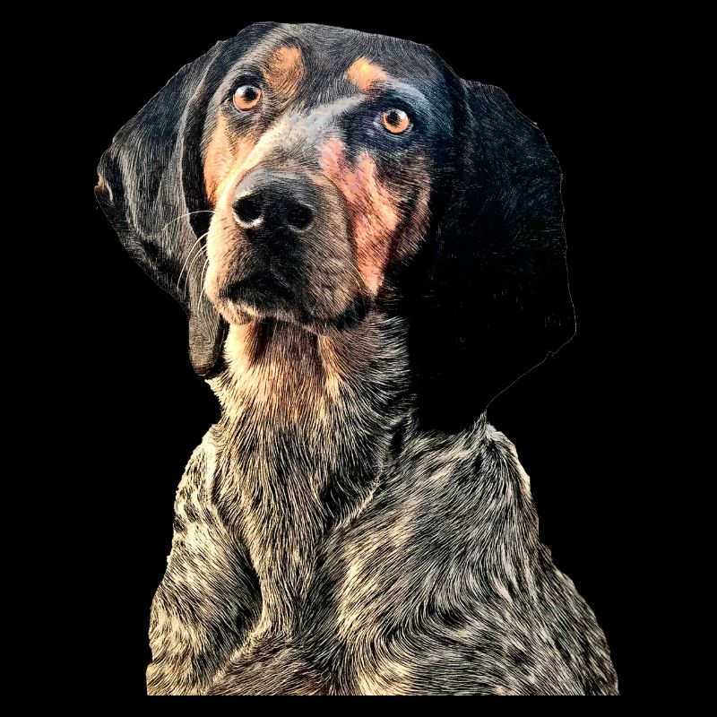 Chien courant suisse