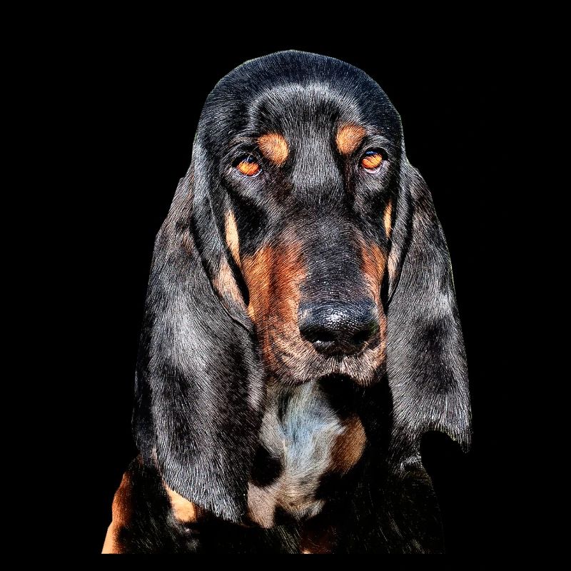 chien Bruno du Jura
