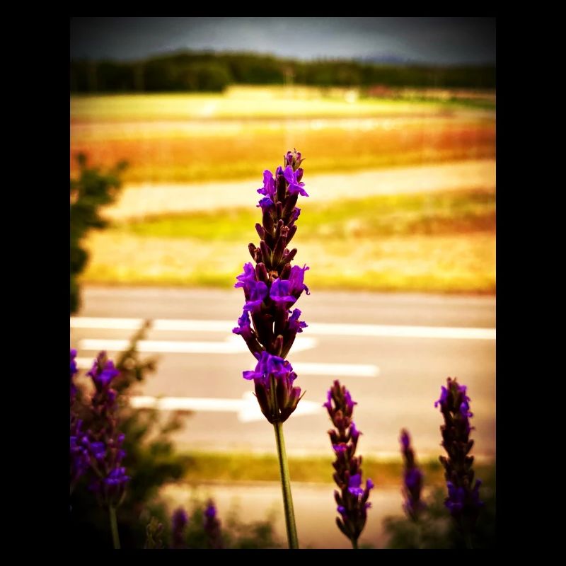 Lavender