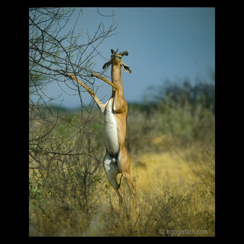 Gerenuk oder auch Giraffengazelle IMG100