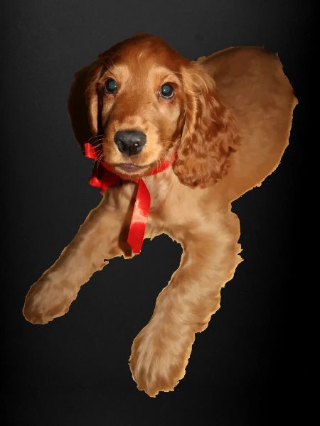 Doggy