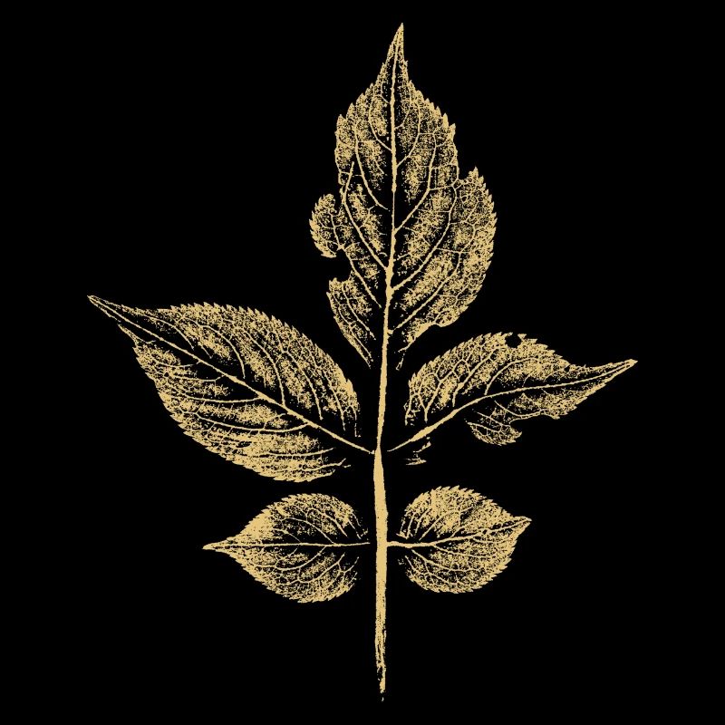 Sureau à feuilles (Sambucus) BOTANIQUE