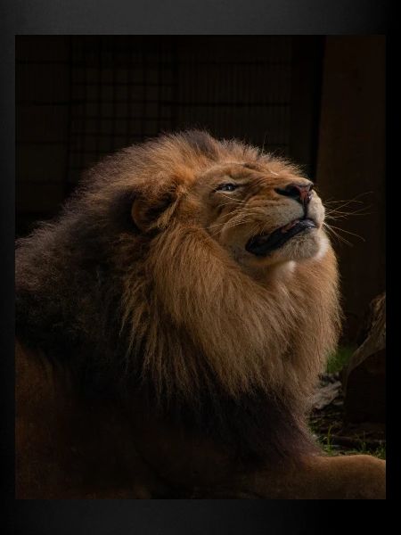 löwe