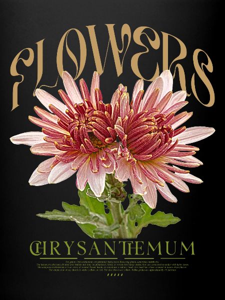 Chrysanthème Chrysanthèmes