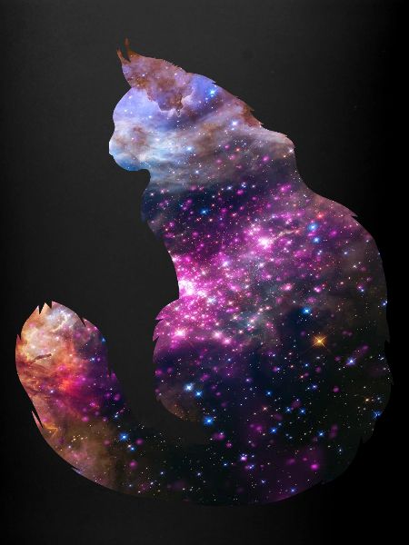 Chat de l’espace