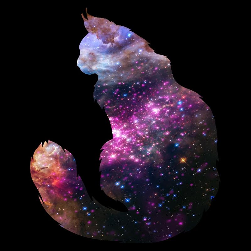 Chat de l’espace