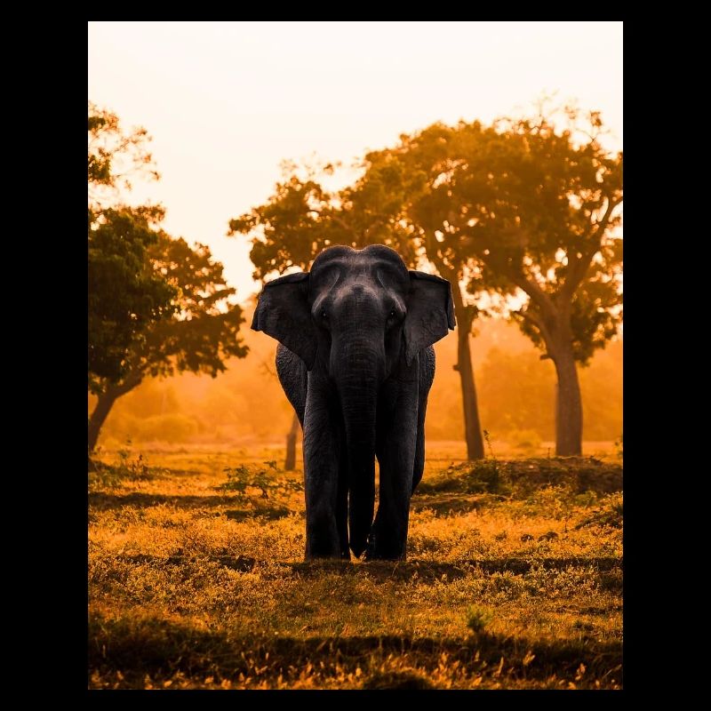 éléphant-arbre-coucher de soleil-lever de soleil