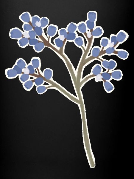 Sea lavender