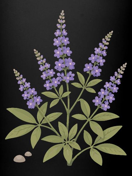 Mönchspfeffer mit violetten Blüten