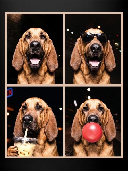 Hunde Bluthund Hund