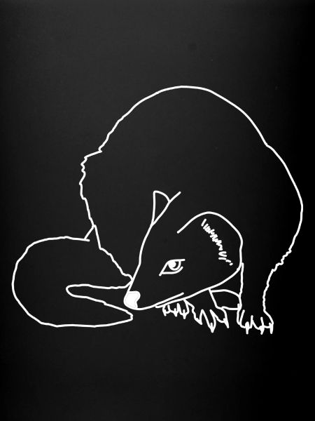 Lineart de la martre