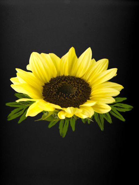 Tournesol