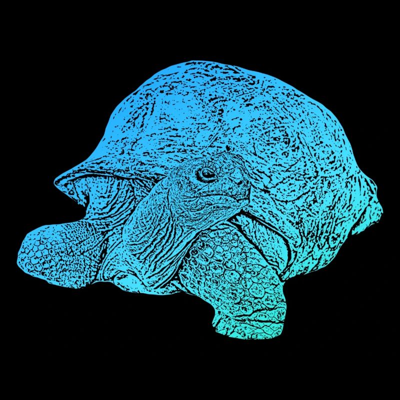 giant tortoise