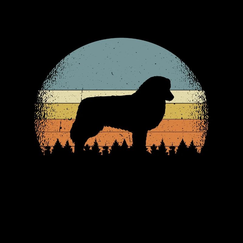 Australian Shepherd australischer Schäferhund