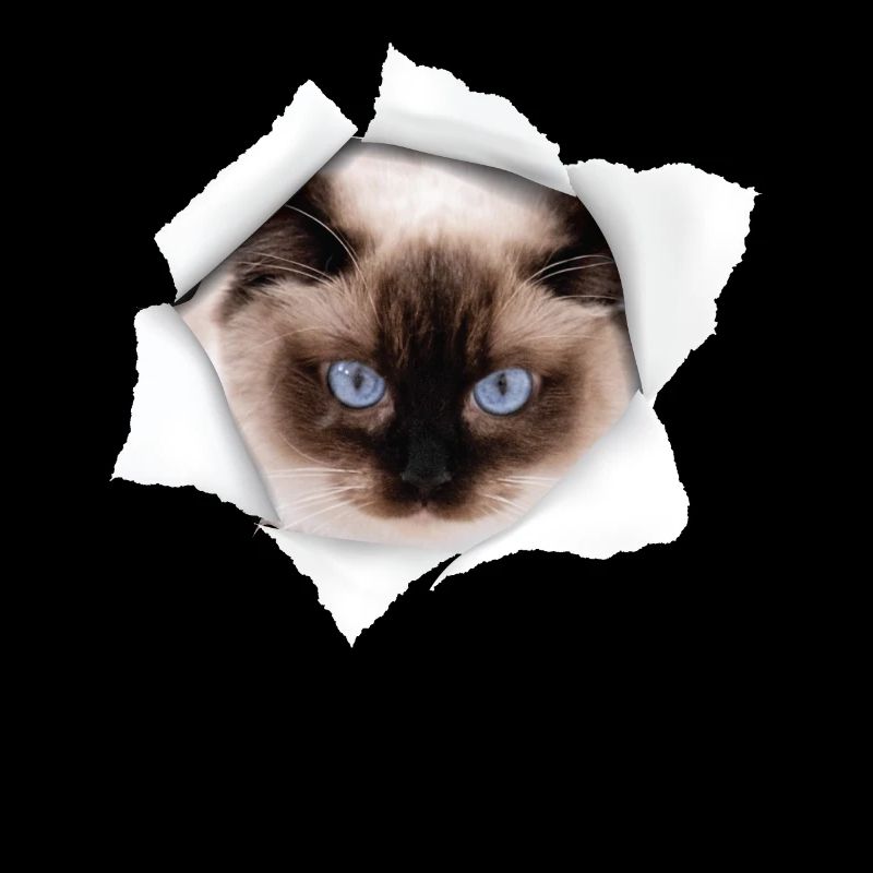 Nette Katze Torn - Ragdoll Cat
