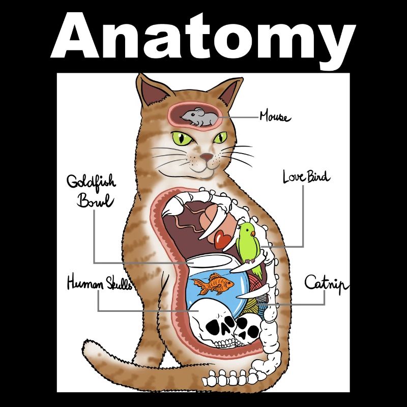Chat anatomie Humour