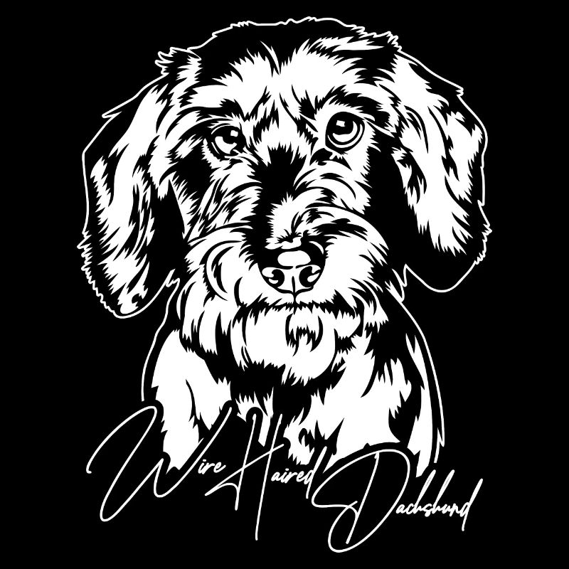 Wire Haired Dachshund Portrait Hunde Wilsigns