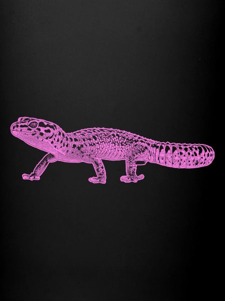 Gecko léopard