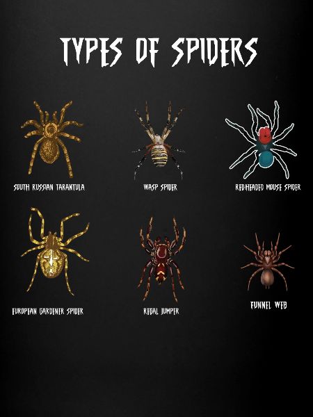 Espèces d’araignées, araignées