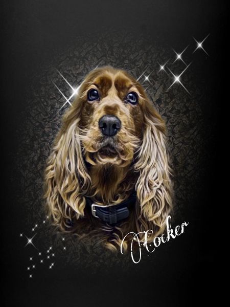 Cocker Spaniel