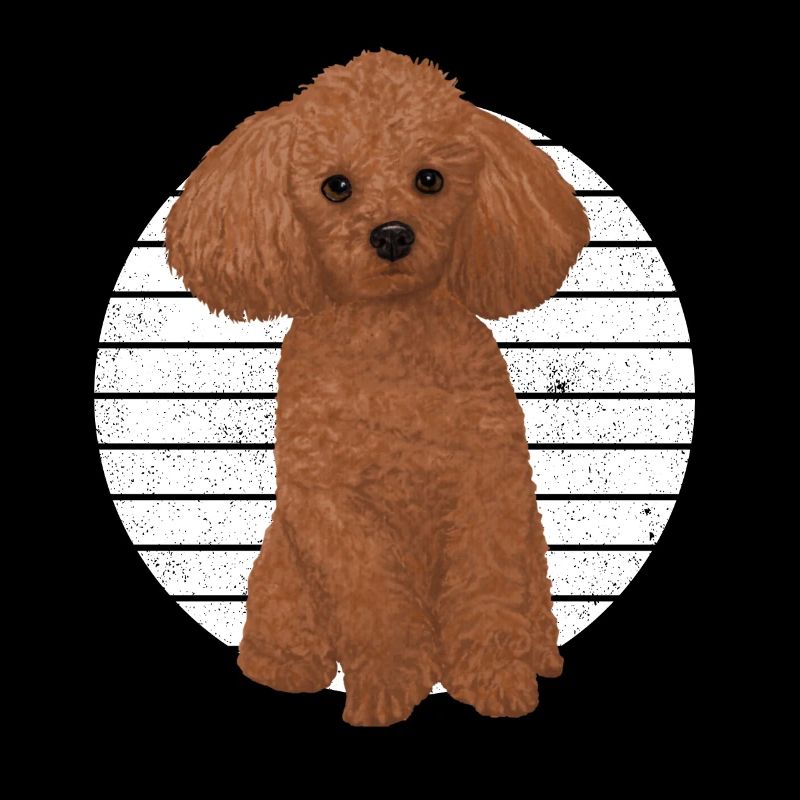 Chien patte animal ami caniche
