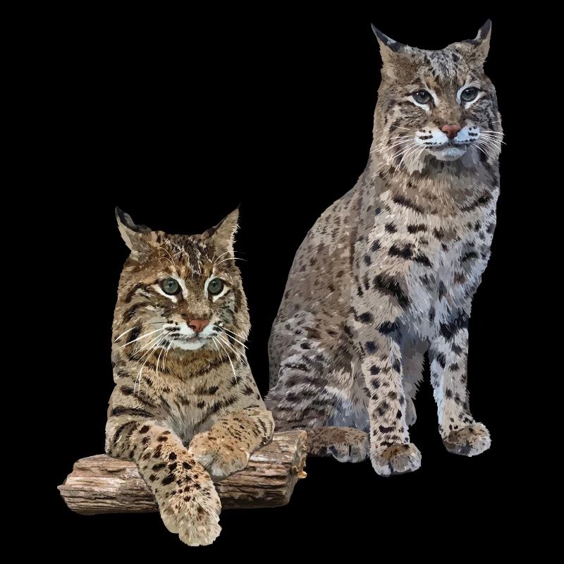 Lynx