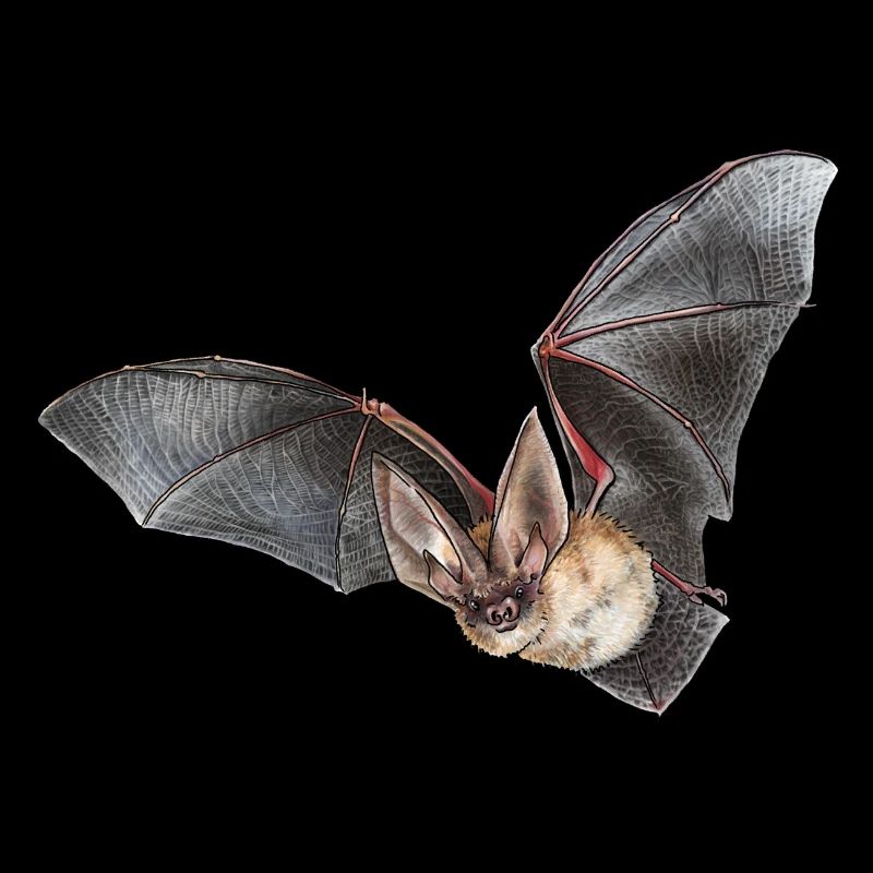 Brown long-eared individually