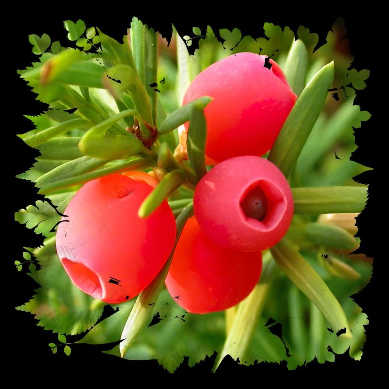The yew is a poisonous native conifer