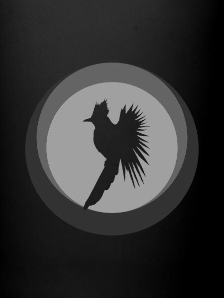 Calopsitte Calopsitte Oiseau