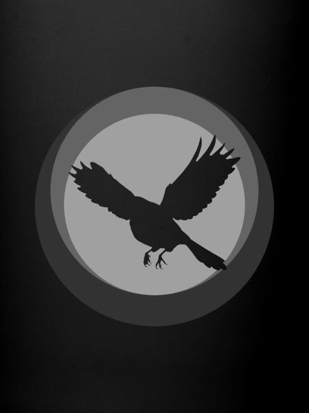 Animaux Animaux Oiseaux