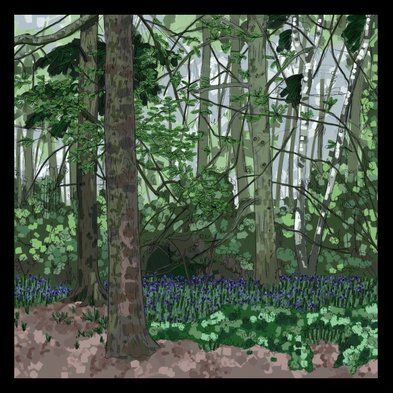 Bluebell Woods