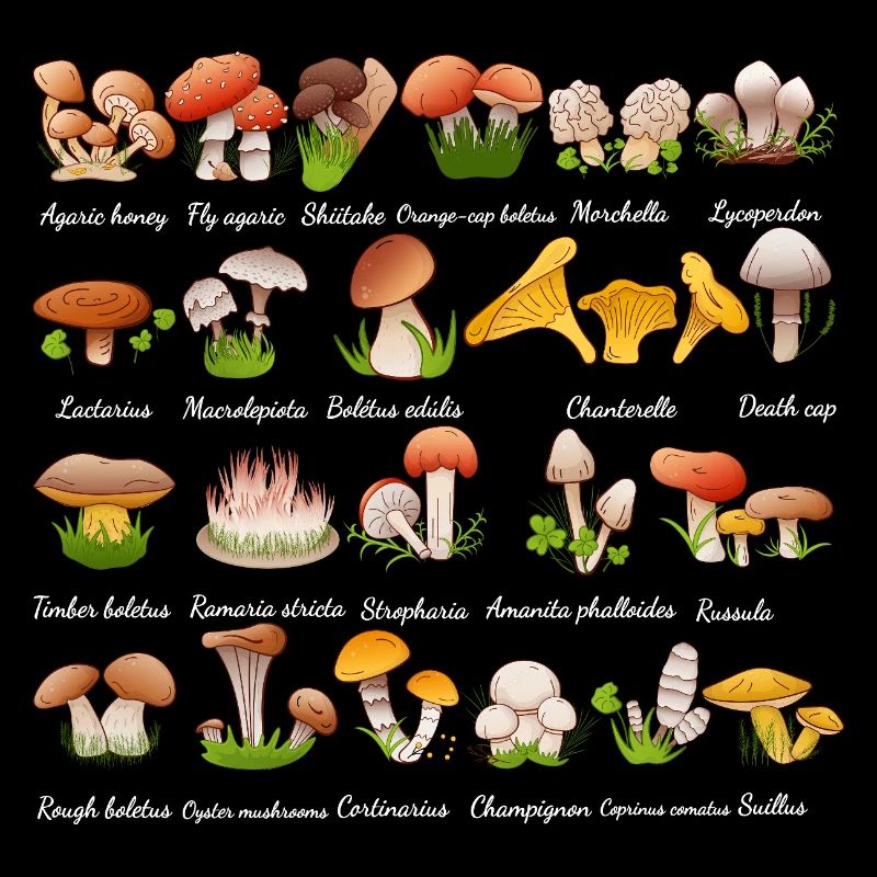 Mycologie Cueilleur de Champignons