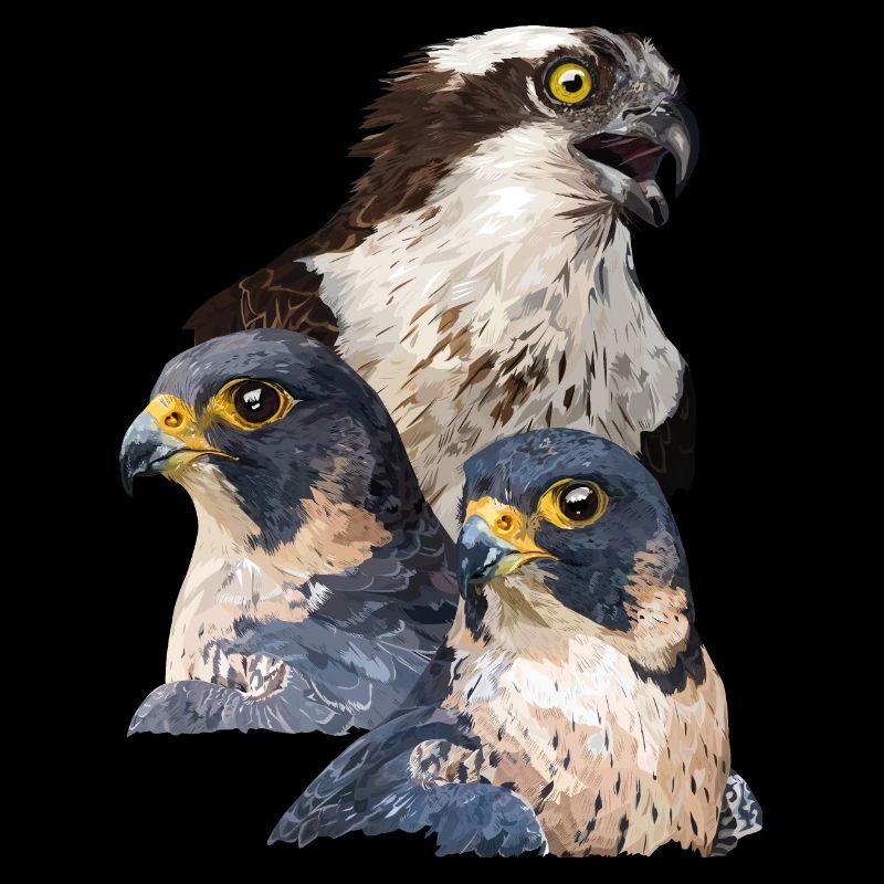 Oiseaux de proie