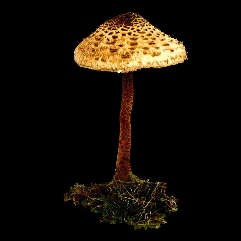Parasol mushroom