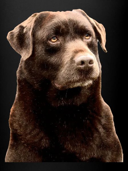 labrador marron