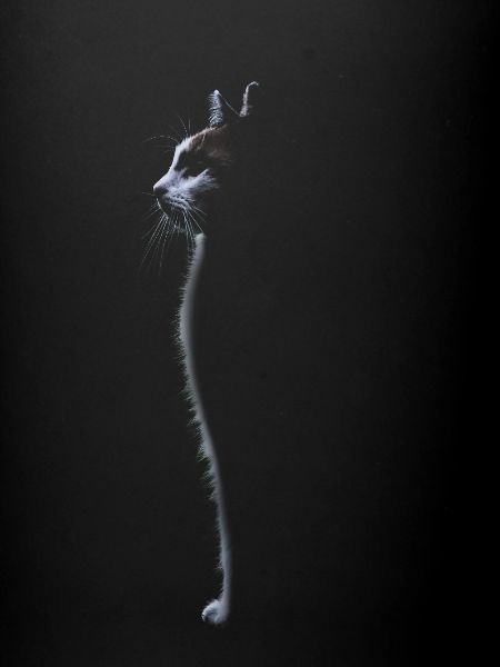 Chat mignon silhouette