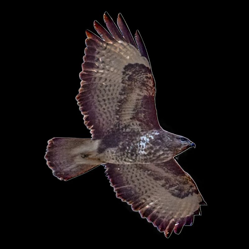 Bussard im Flug