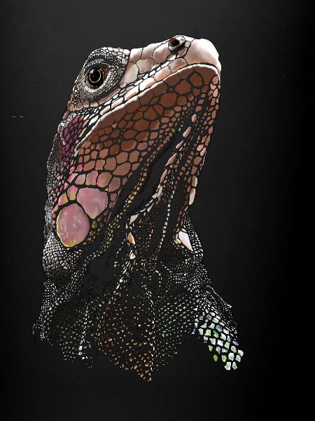 IGUANA