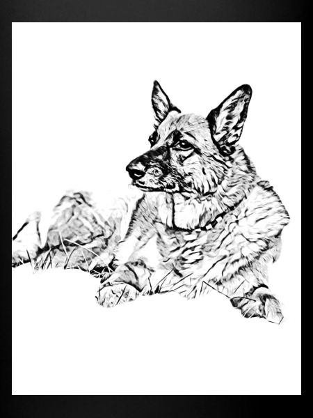 Chien