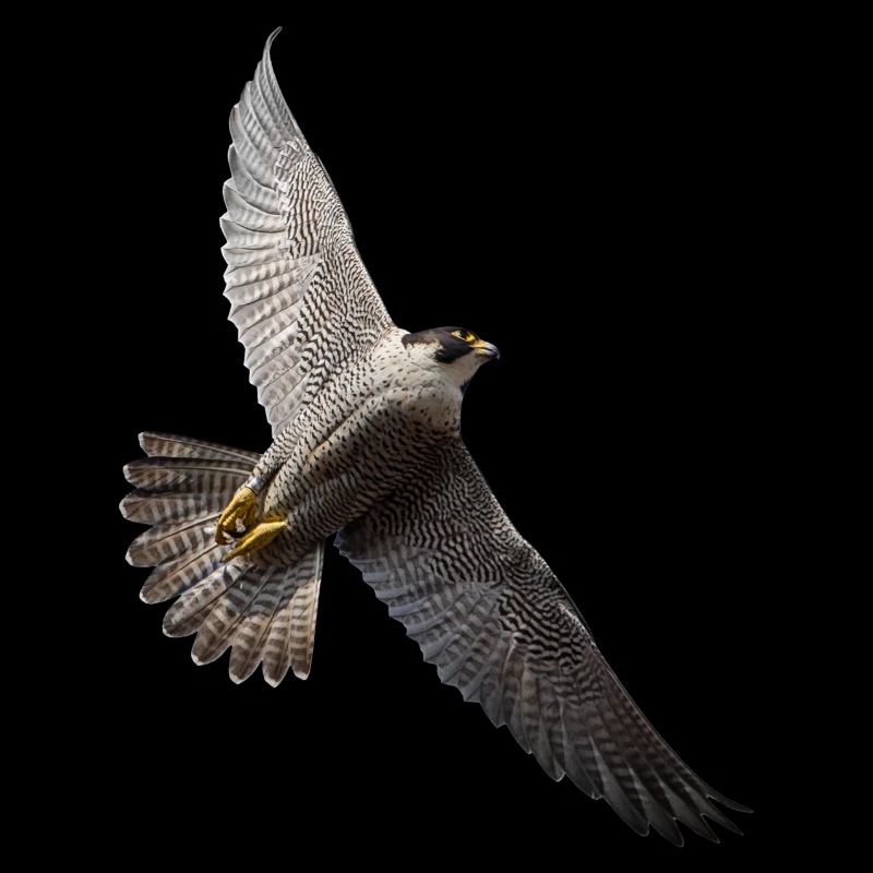 Peregrine falcon