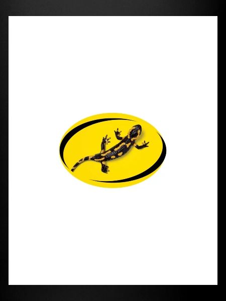 salamandre fond jaune
