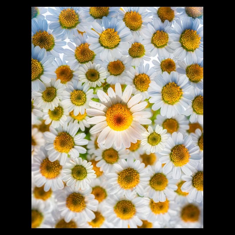 Daisy Power