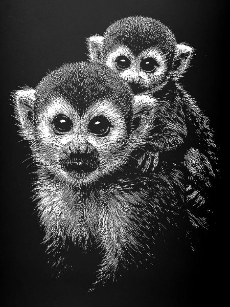 Squirrel monkey