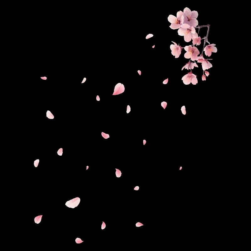 Sakura - Kirschblüten