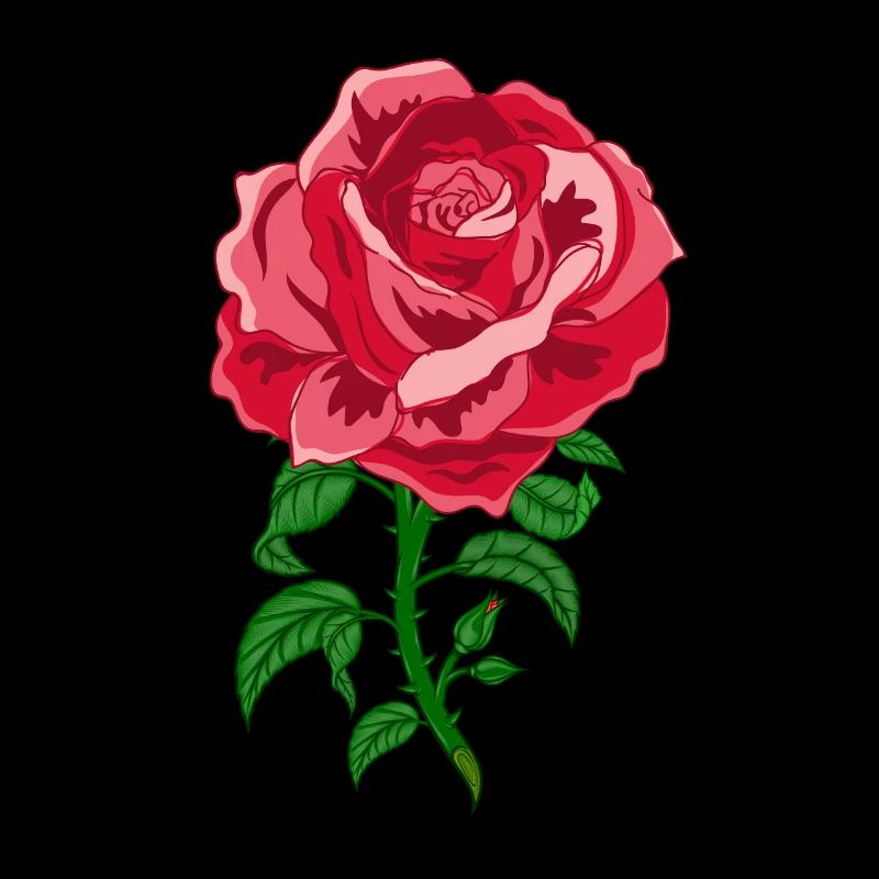 Rose Rosen Rosengewächs Garten Gärtner